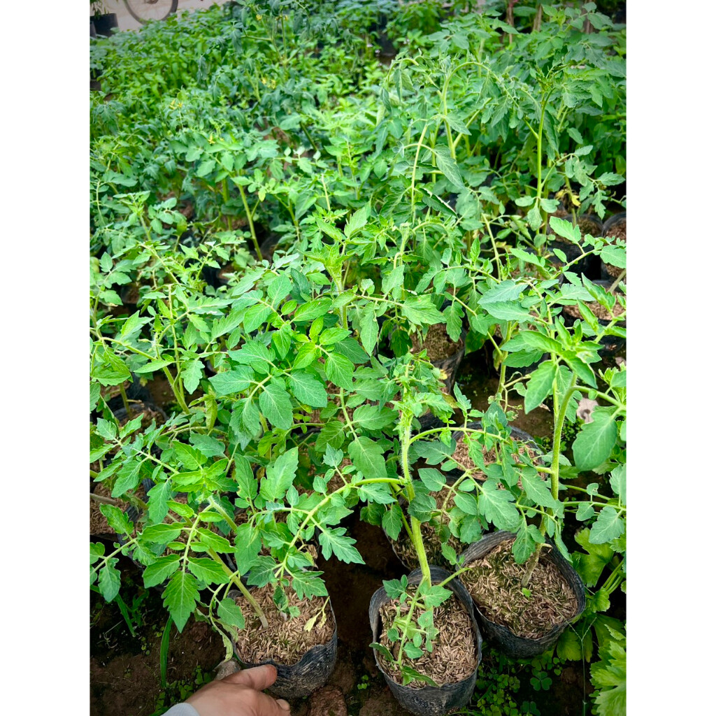 Cây cà chua bạch tuộc giống Nga (ảnh thật số 2)