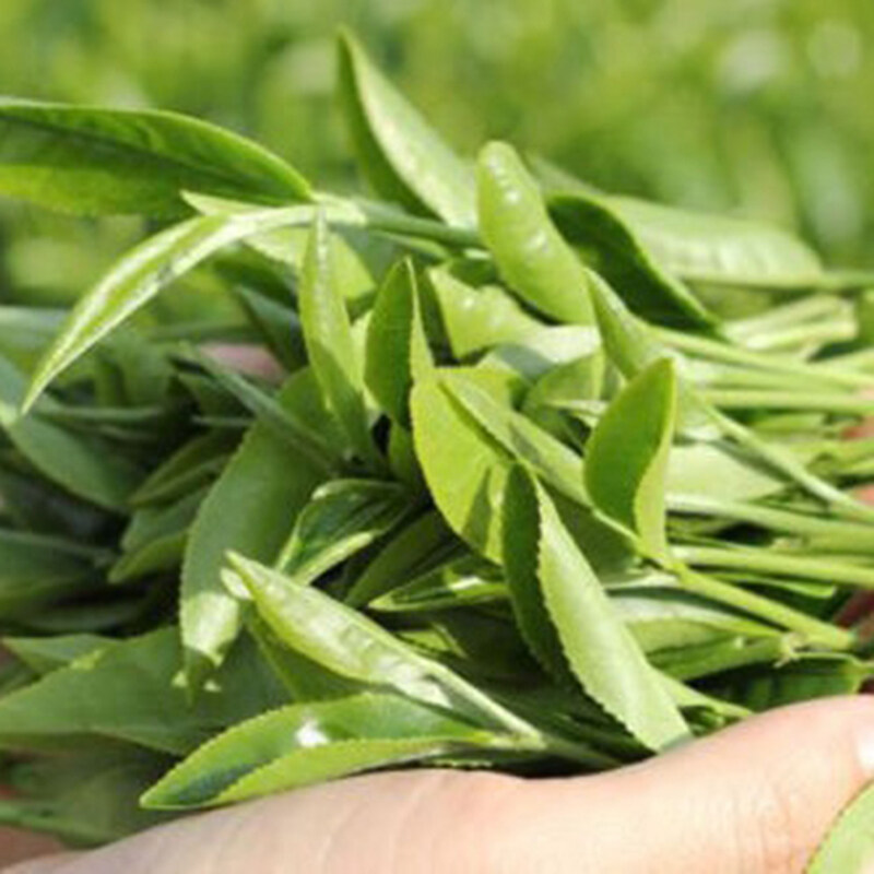 10pcs Camellia Sinensis Green Tea Seeds Rare Fresh Fragrant Bonsai Plants B$CA 