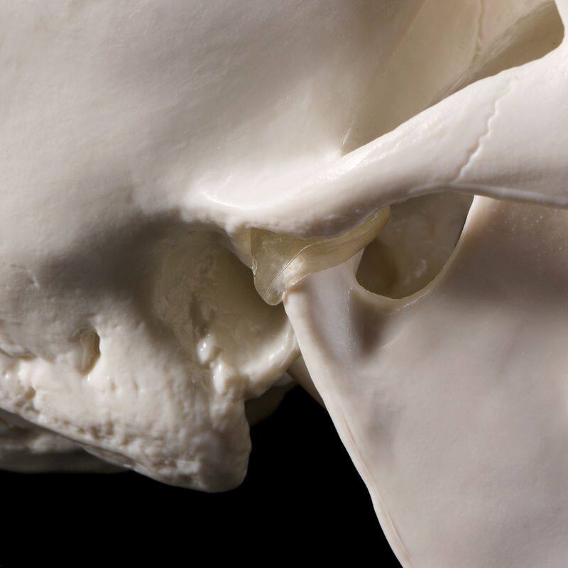 Human Anatomical Anatomy Head Skeleton Skull Teaching Model School Supplies Study Tool