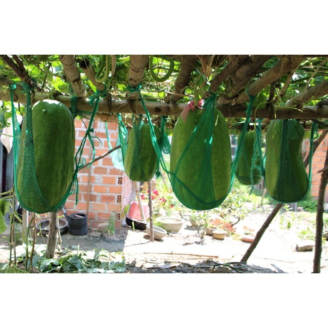 MA226 Hạt giống bí đao khổng lồ 5hạt  ( tặng kèm thuốc kích mầm ra rễ)