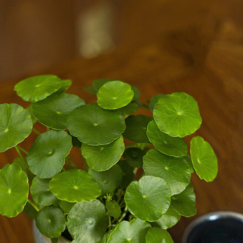 Copper Grass Pilea Seeds for Planting ( 50 Seeds) Hydroponic Ornamental