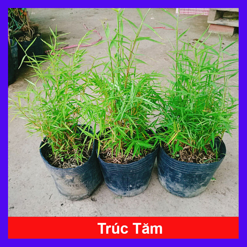 Cây Trúc Tăm - cây tiểu cảnh trang trí
