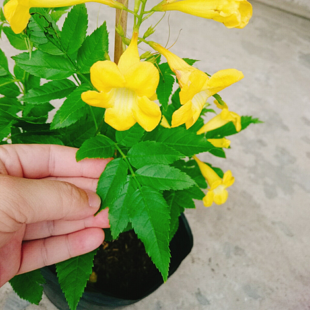 Cây Hoàng Yến (Giống Mới) - cây cảnh sân vườn