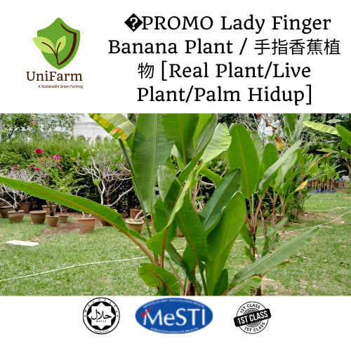 🔥PROMO Lady Finger Banana Plant / 手指香蕉植物 [Real Plant/Live Plant/Palm