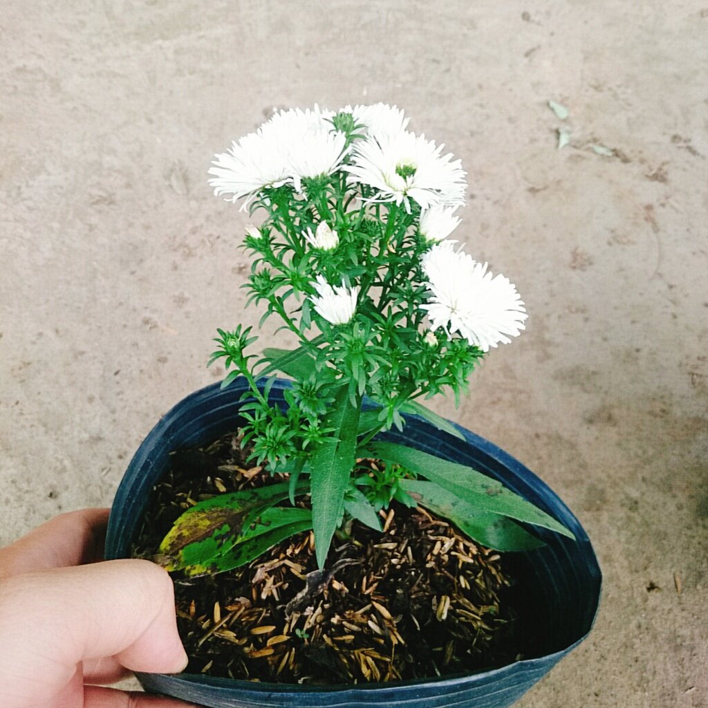 Cây Hoa Thạch Thảo (Trắng) - cây cảnh để bàn