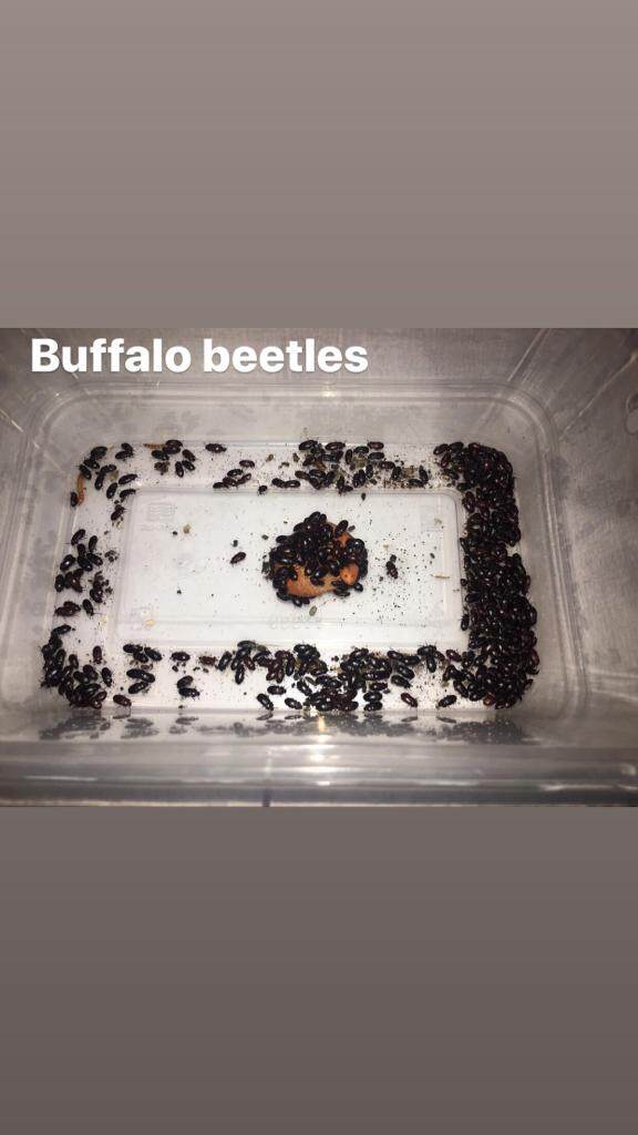 Buffalo beetle (to keep with dubia roaches colony) Lazada