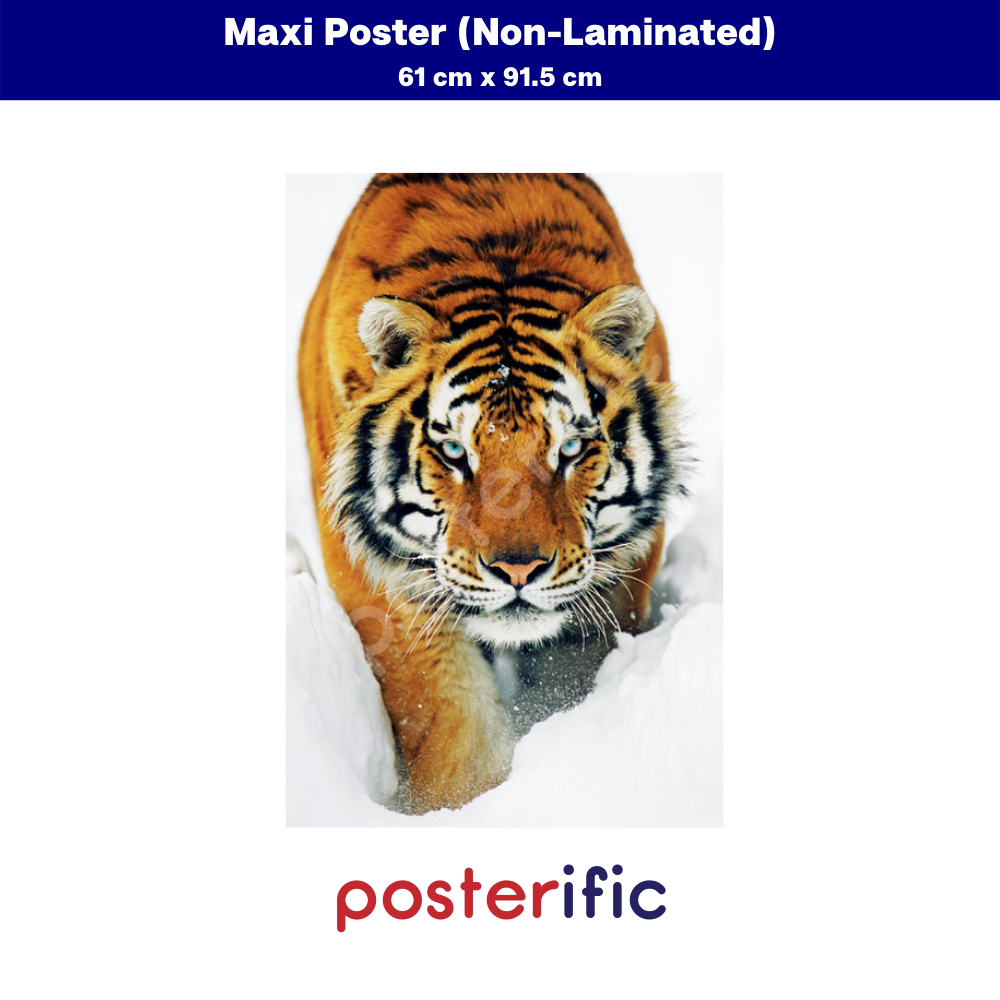 Maxi Poster 61cm x 91.5cm new and sealed Snow Tiger 