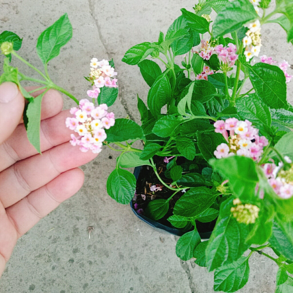 Hoa Ngũ Sắc (Hồng) - Hoa Trâm Ổi Hồng