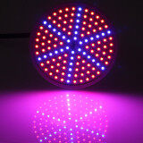 CatWalk 126 LED Grow Light Bulb Red + Blue Flower Veg Plant Hydroponics Spectrum Lamp (Intl)