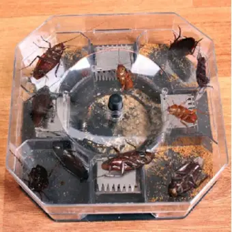 cock roach bait Pornstar getting brazilian wax