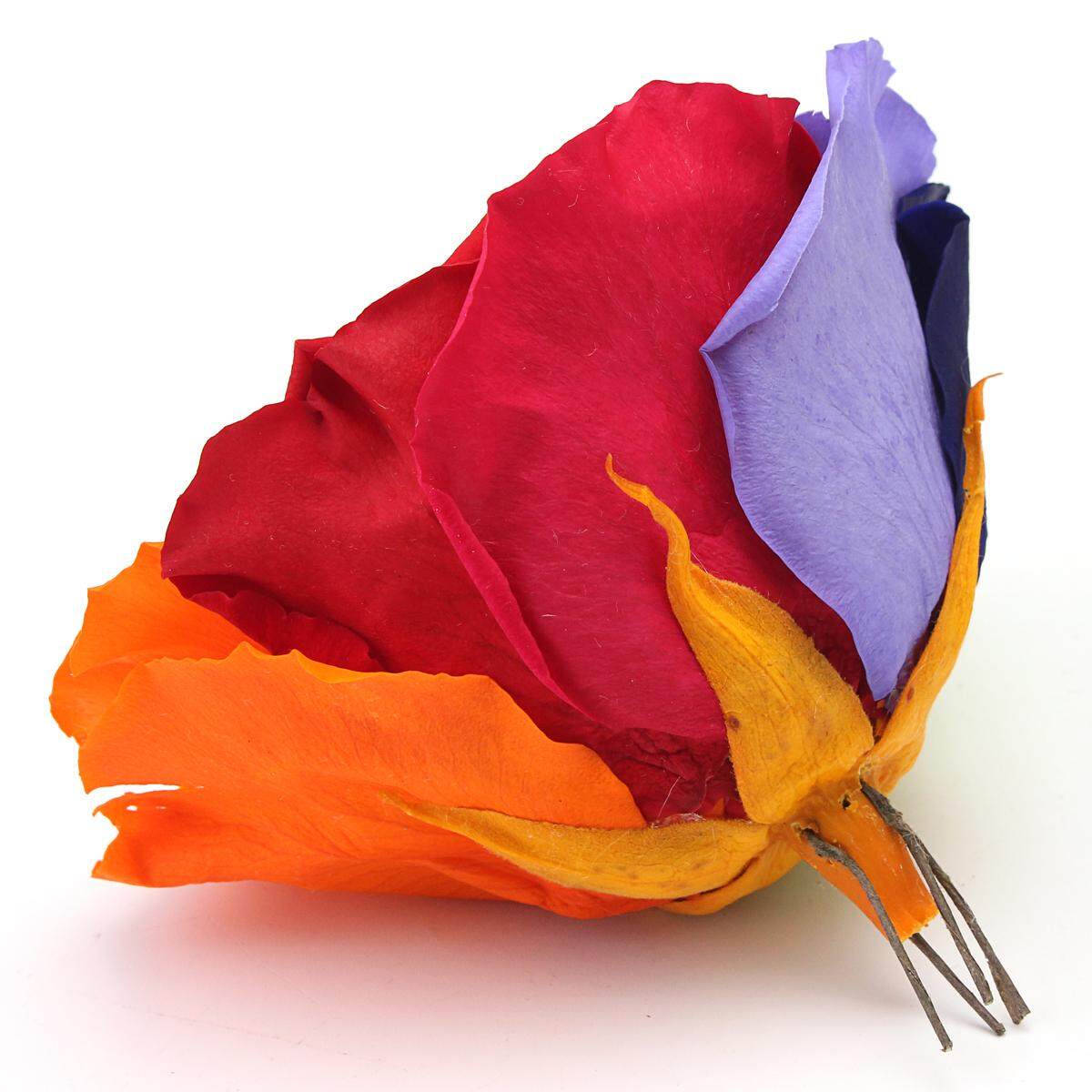 Preserved Colorful Flower Forever Natural Ecuador Rose Cover Christmas Gift - intl