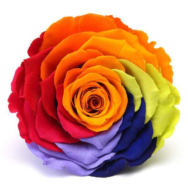 Preserved Colorful Flower Forever Natural Ecuador Rose Cover Christmas Gift - intl