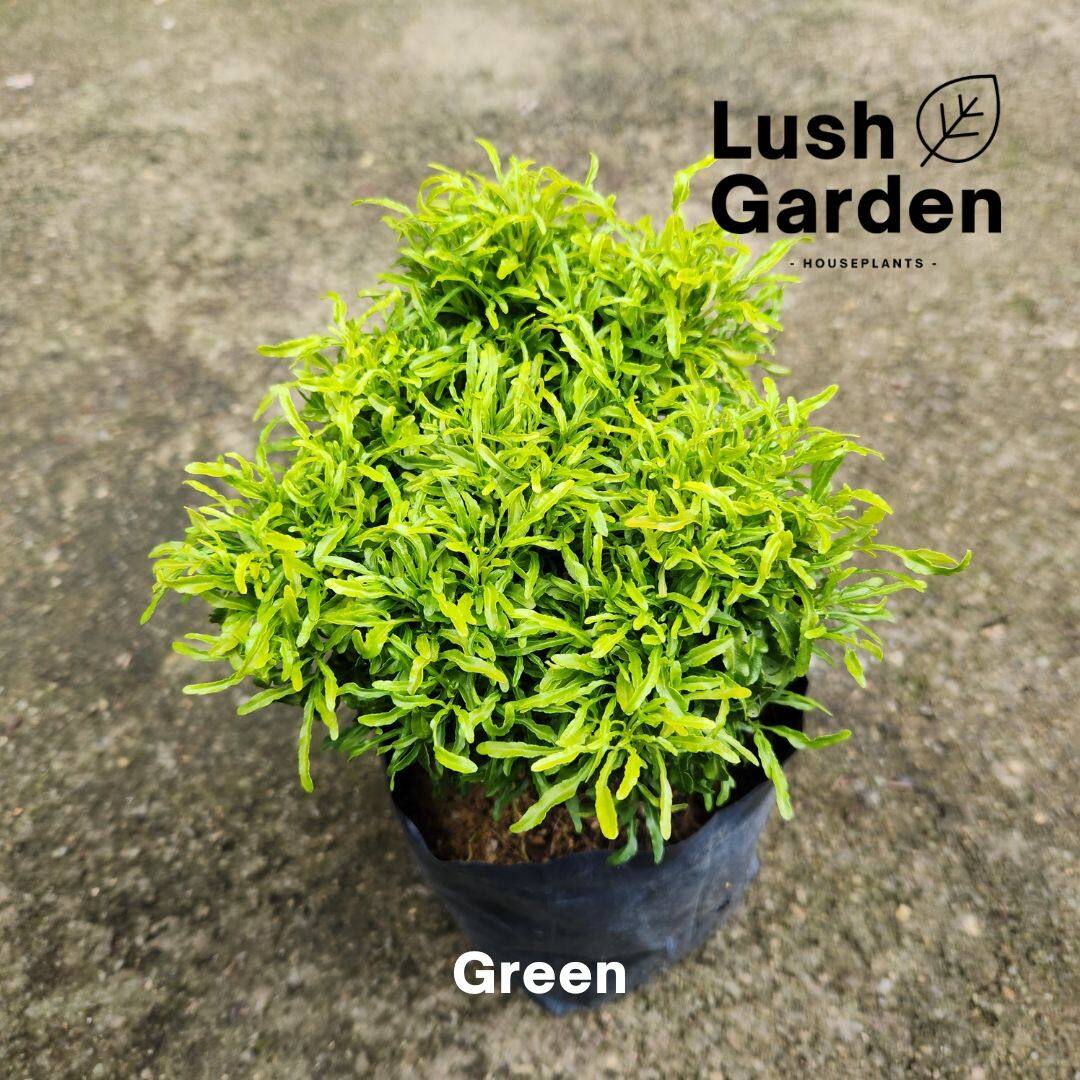 Polyscia Euodia / Golden Ball / Pokok Tong Emas 一桶金 Outdoor Live Plant ...