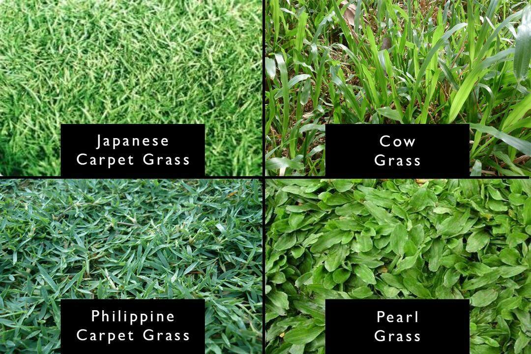 Japanese carpet grass Rumput carpet japan hidup Lazada
