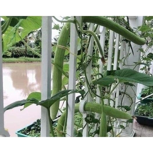 #Hạt Giống Dưa Chuột Rắn Mỹ Siêu Dài