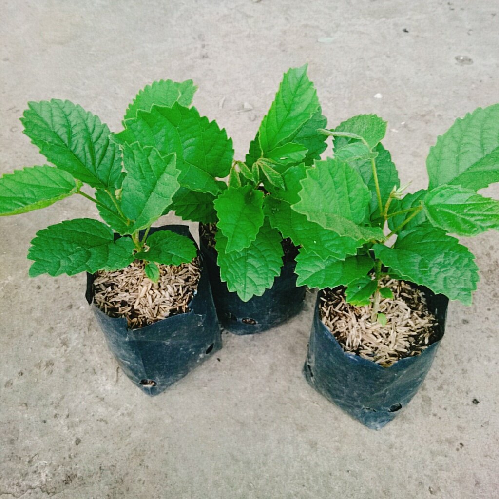 Cây Hoa Đại Cát - cây cảnh đẹp