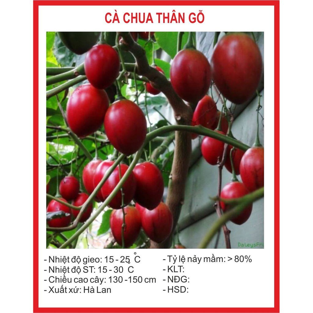 MA222 Hạt Giống Cà Chua Thân Gỗ 10 Hạt