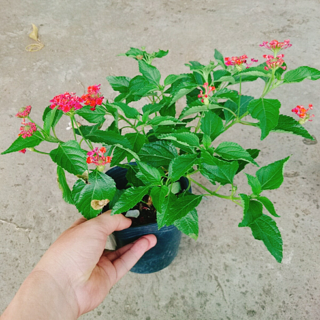 Hoa Ngũ Sắc (Đỏ) - Hoa Trâm Ổi Đỏ