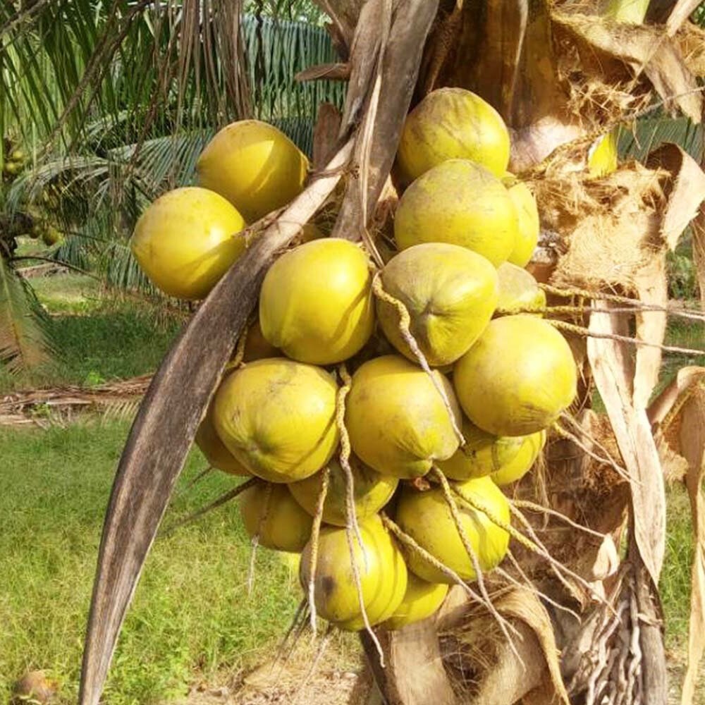 Anak Pokok Kelapa Matag | Lazada