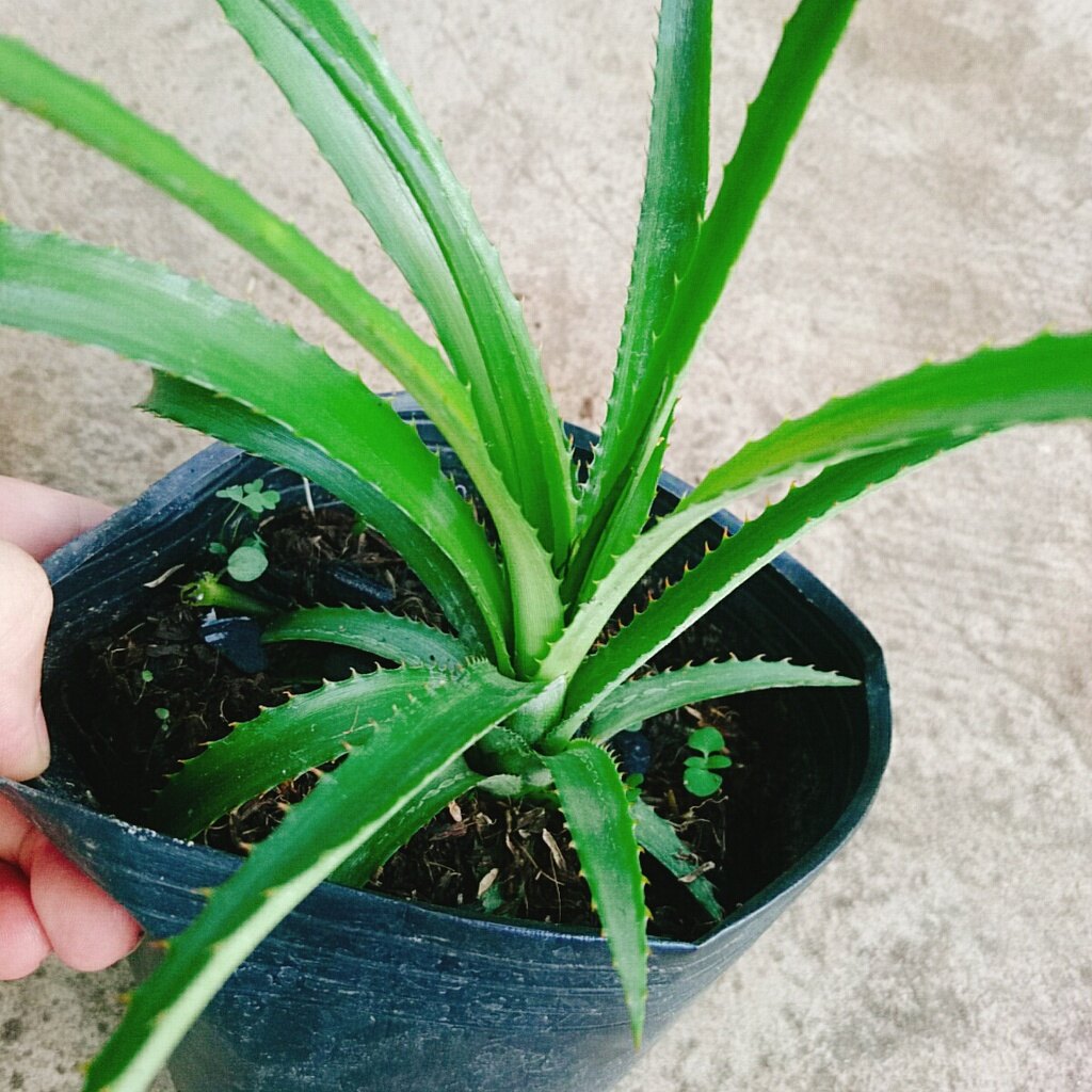 Cây dứa cảnh - cây thơm baby