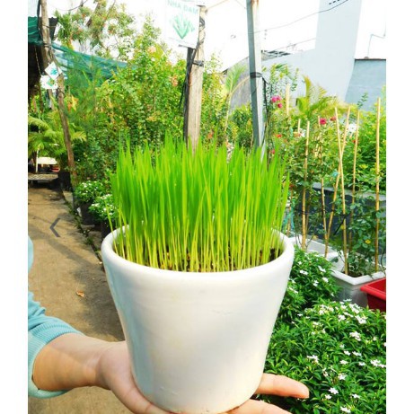 200 Hạt giống lúa nước trồng trang trí
