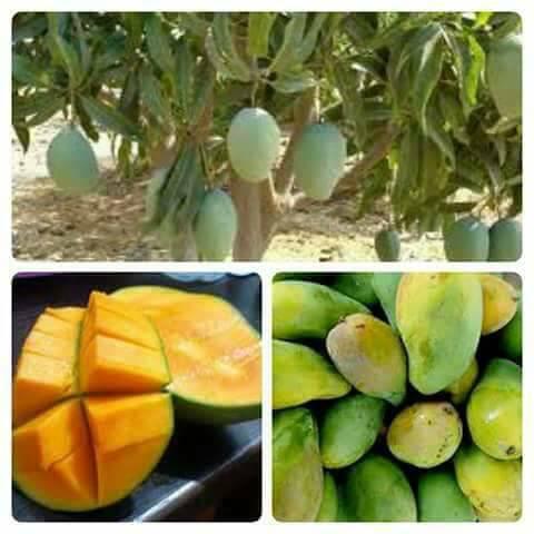 Pokok Mangga Harum Manis Hybrid Lazada
