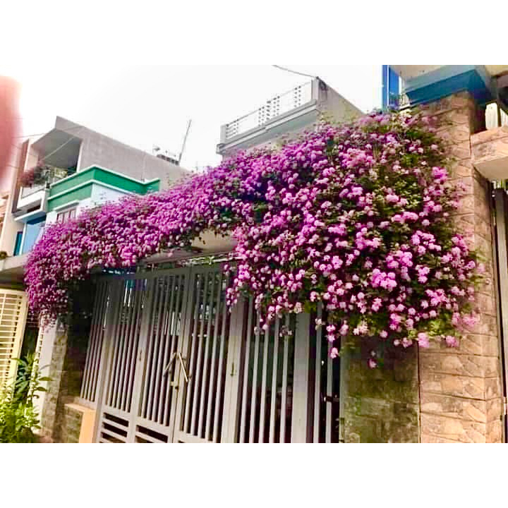 Cây ngũ sắc tím rủ trưởng thành đang hoa (ảnh thất số 2)