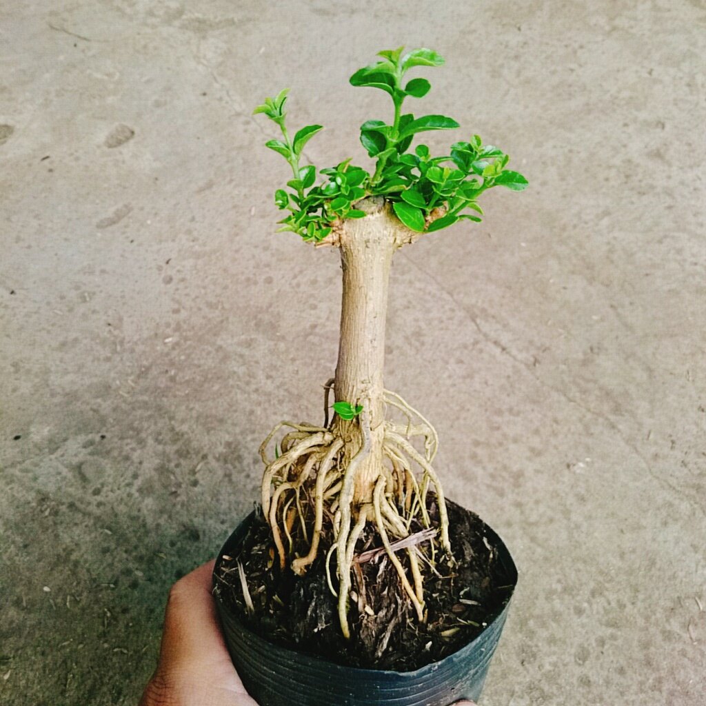 Cây Sam Hương - cây cảnh bonsai để bàn