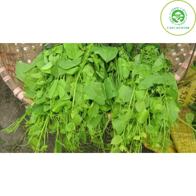 Cây rau bò khai hay dây hương, rau dạ hiến, khau hương, rau ngót leo, rau nghiến…