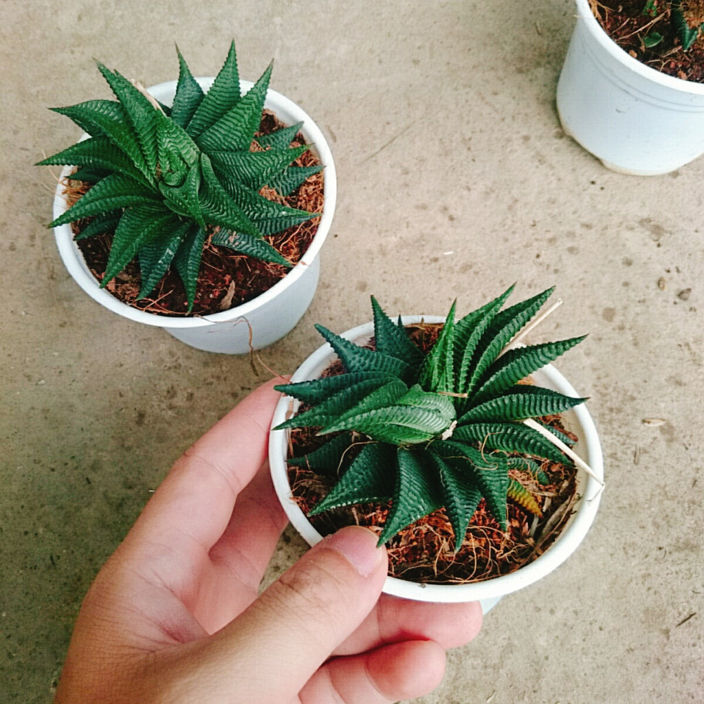Cây Móng Rồng Xoáy - Sen đá móng rồng xanh