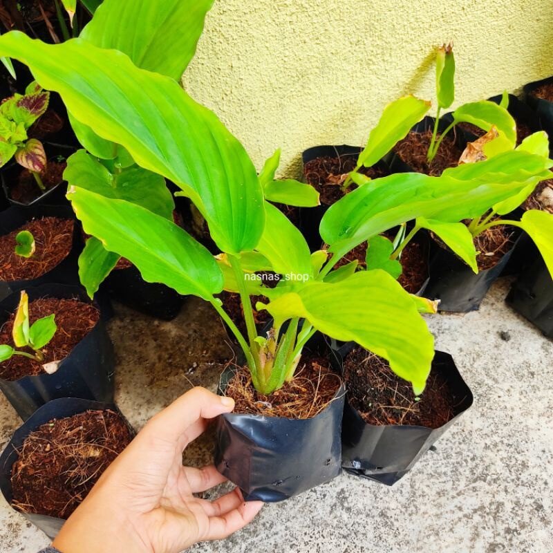 Rare Exotic Black Ginger plant/kunyit hitam Lazada