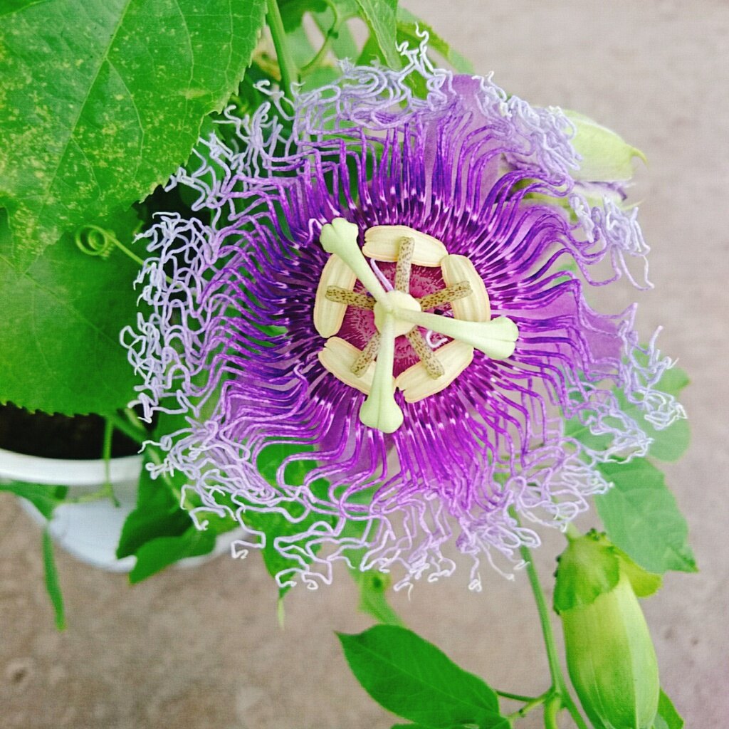 Cây Hoa Sao Biển (Tím) - cây cảnh đẹp