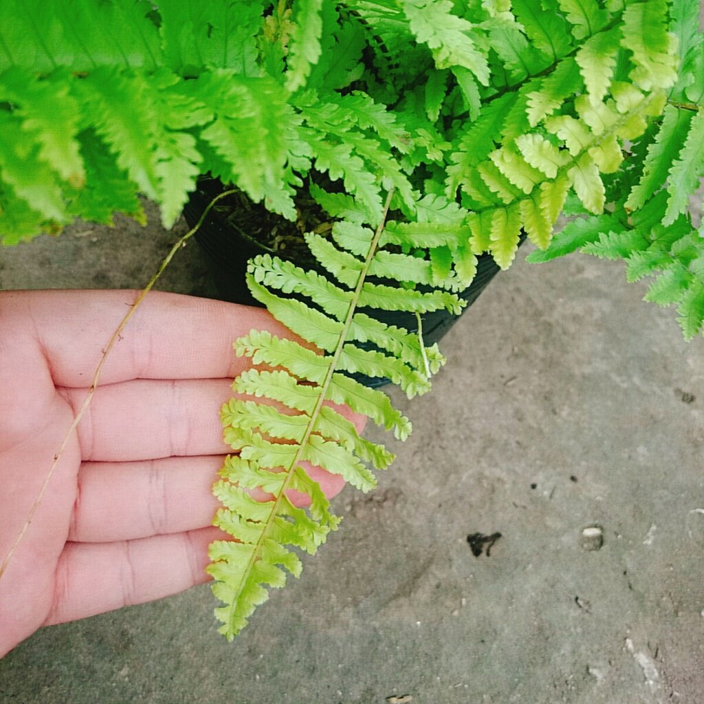 Cây Dương Xỉ Mỹ - cây cảnh để bàn