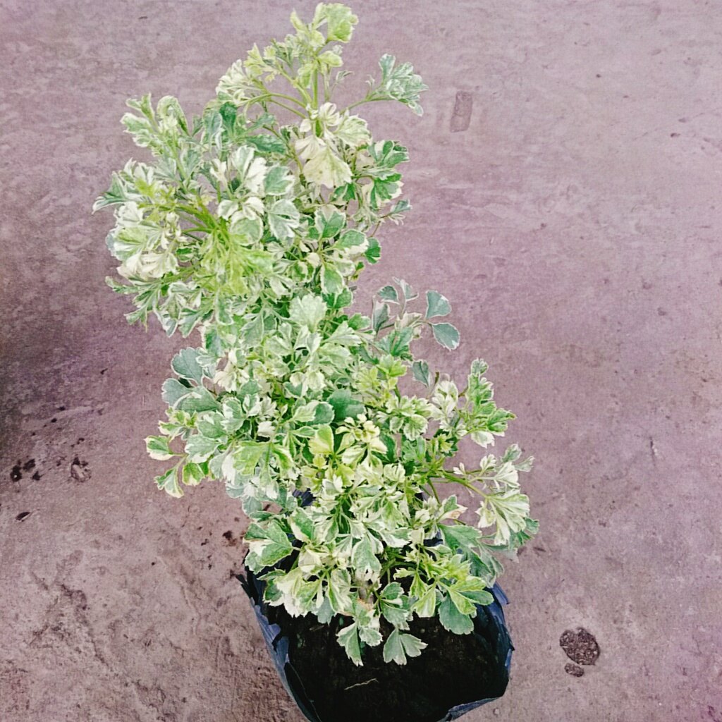 Cây Đinh Lăng Cẩm Thạch - cây cảnh để bàn