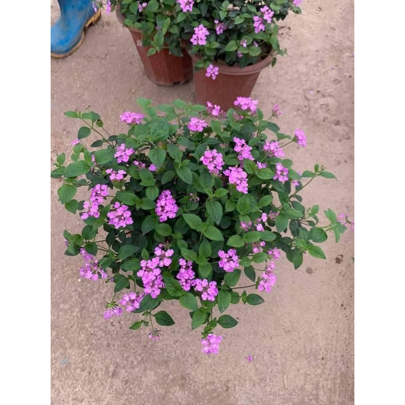 Cây ngũ sắc tím rủ trưởng thành đang hoa (ảnh thất số 2)