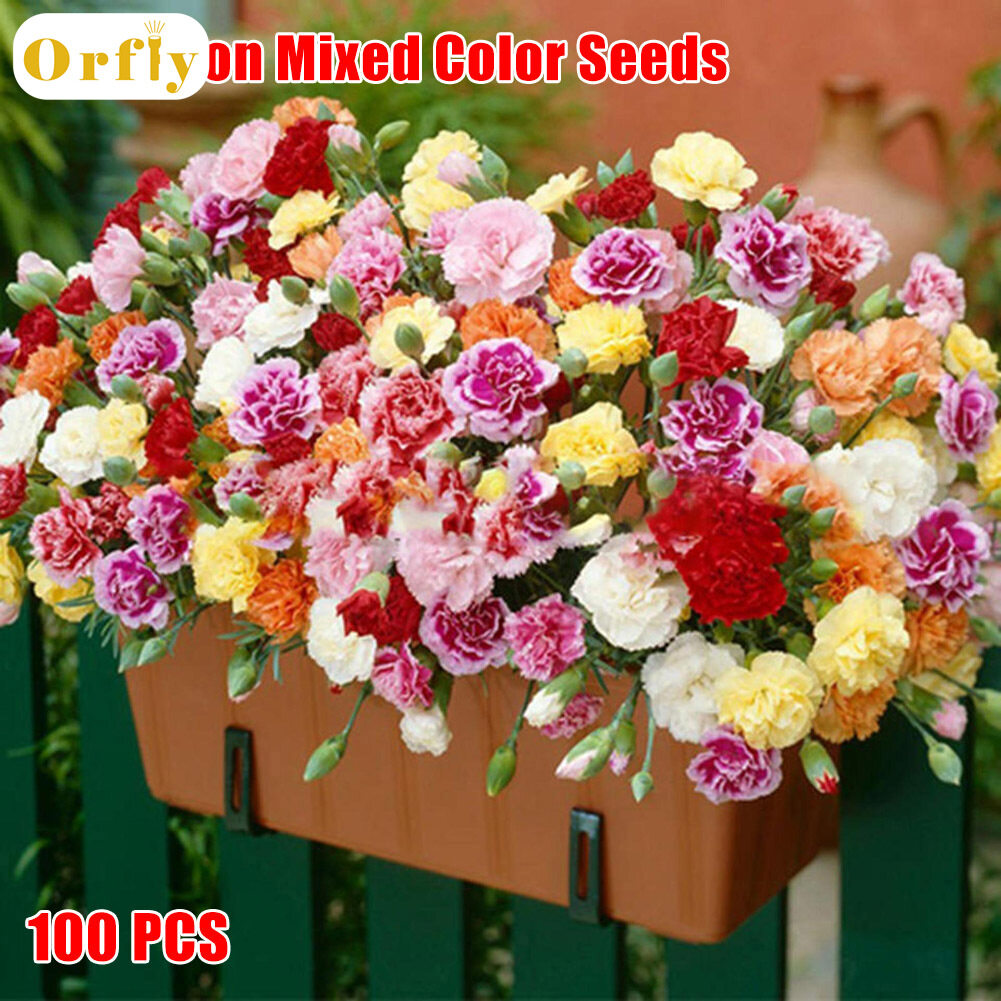 Orfly 100PCS Carnation Flower Seeds Carnation Seed Color Mixed Seeds
