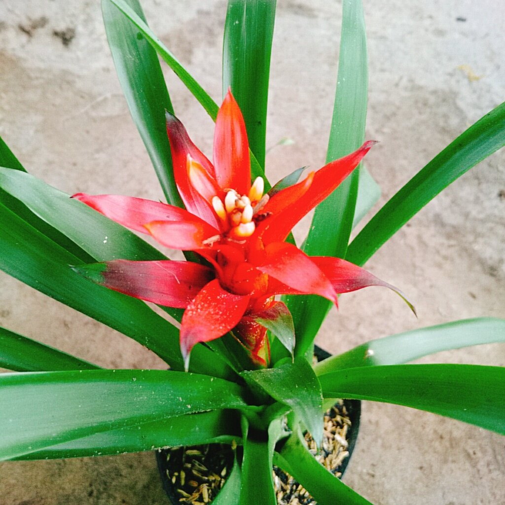 Cây phong lộc - cây cảnh để bàn