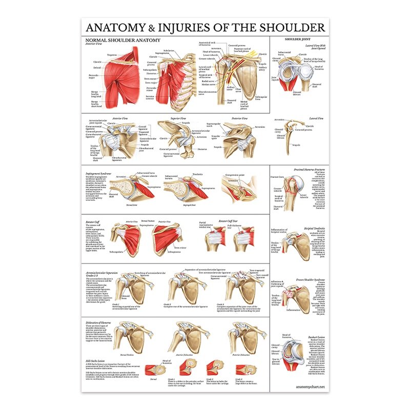 Human Anatomy Canvas Painting Muscle Posters Print Human Body Picture Medical Education Wall Art Poster Room Decoration