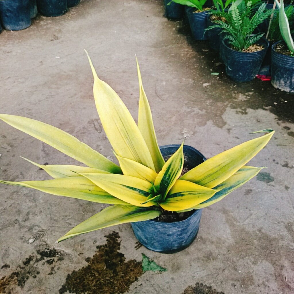 Cây Lưỡi Hổ Hoàng Kim - cây cảnh để bàn