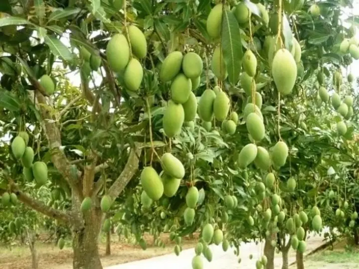 pokok mangga yang memiliki buah ranum mempunyai