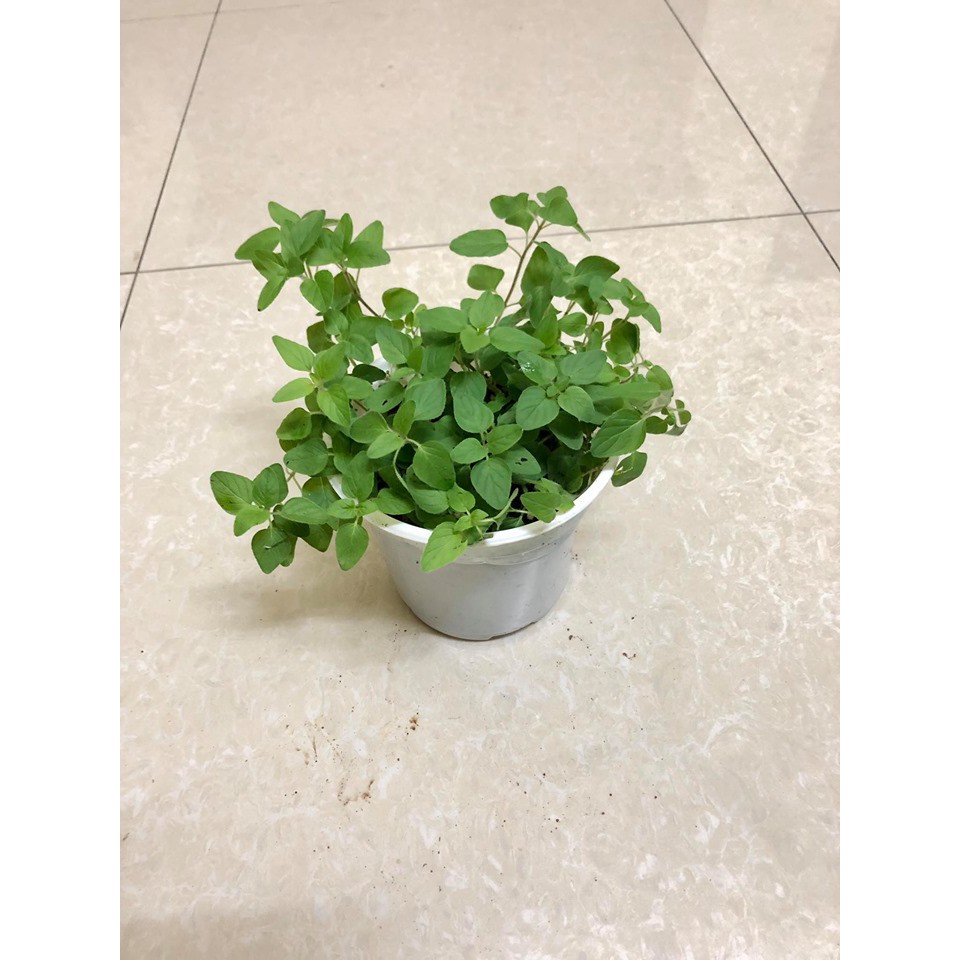 Cây kinh giới dại Oregano - Cây gia vị (Ảnh thật)
