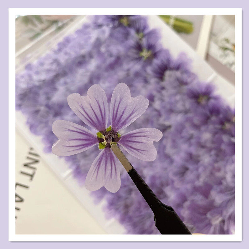 12pcs Real Dried Pressed Flower Mallow Marshmallow Dried Flowers