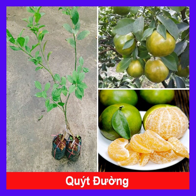 Cây Quýt Đường - cây ăn quả
