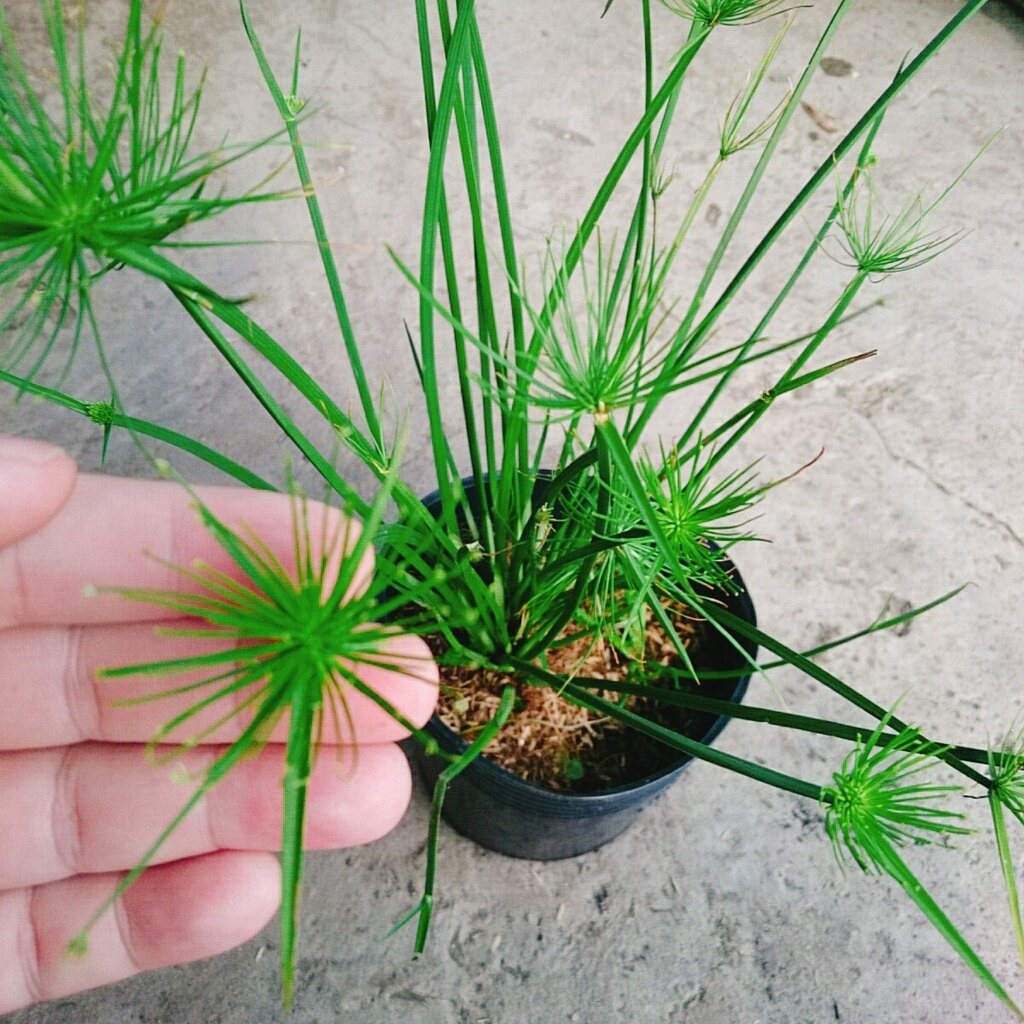 Cây Thủy Trúc Thái - cây cảnh thủy sinh