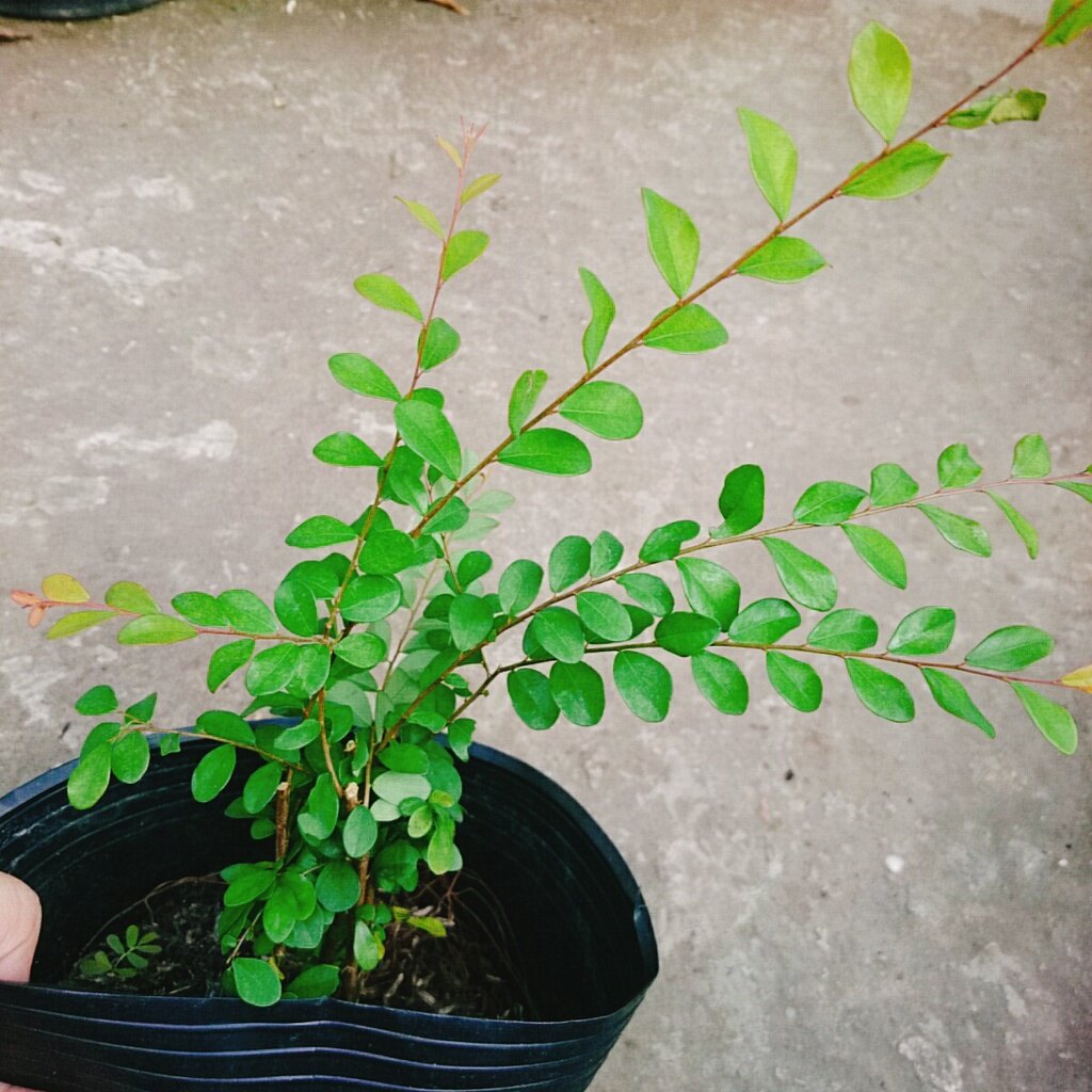 Cây Sơn Liễu - cây cảnh sân vườn