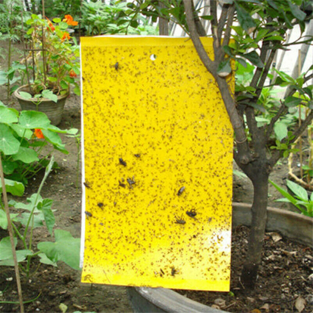 EG [COD & Ready Stock]20 pcs Sticky Fly TRAP Paper YELLOW TRAP ผลไม้ ...