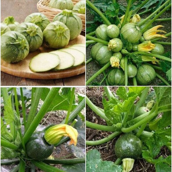 5 hạt giống bí ngòi tròn xanh chịu nhiệt