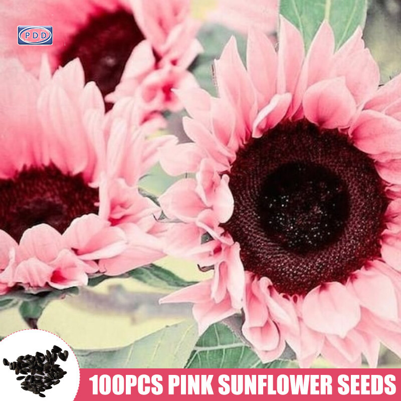 PDD 100 Pcs / Bag Pink Sunflower Seeds Bonsai Flower Sunflower Seeds For Planting Home Garden