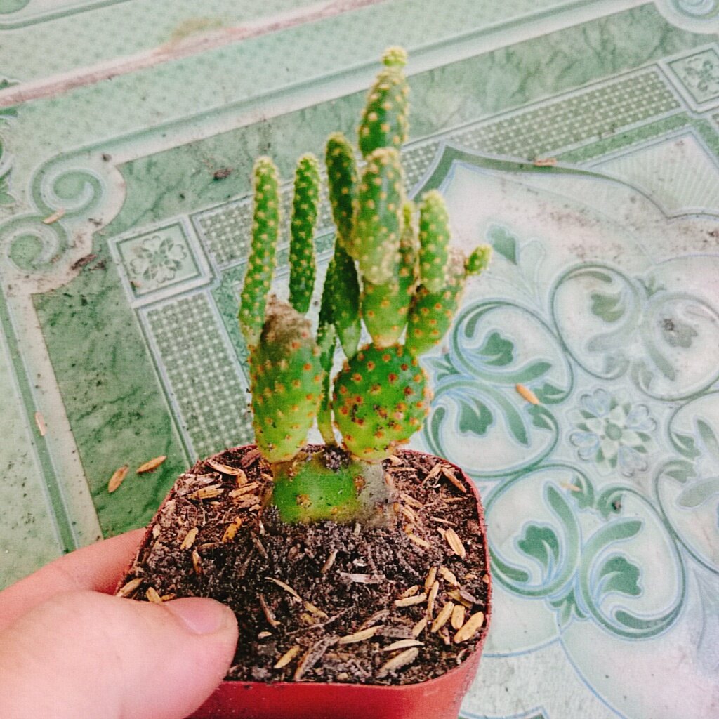 Xương Rồng  Thỏ - cây cảnh mini