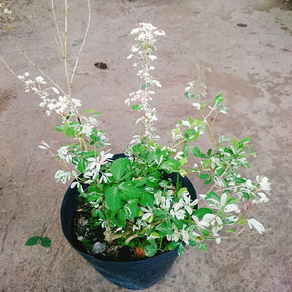 Cây me bonsai cẩm thạch - cây cảnh bonsai